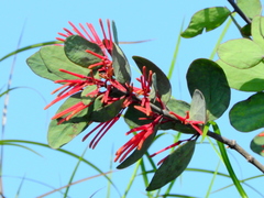 Psittacanthus biternatus