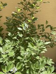 Vitex trifolia