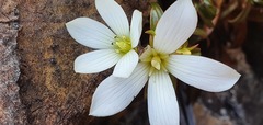 Gentianella stellata