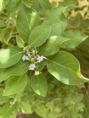 Vitex trifolia