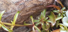 Gentianella stellata