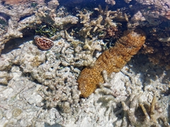 Stichopus herrmanni
