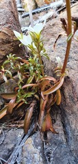 Gentianella stellata
