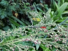 Pseudagrion pilidorsum
