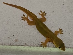 Hemidactylus platyurus