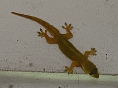 Hemidactylus platyurus