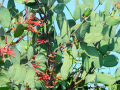 Psittacanthus biternatus