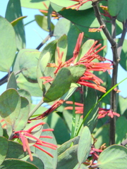 Psittacanthus biternatus