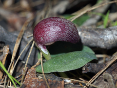 Corybas dowlingii