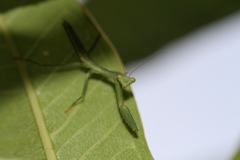 Tarachomantis