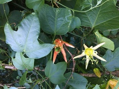 Passiflora herbertiana herbertiana