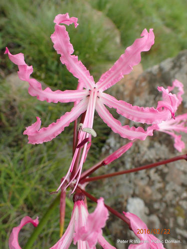 Nerine bowdenii