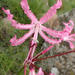 Mont-aux-Sources Large Pink Nerine - Photo no rights reserved, uploaded by Peter Warren