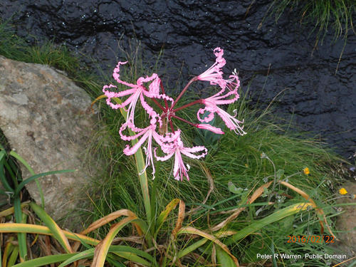 Nerine bowdenii