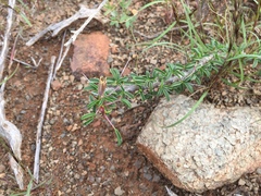 Monsonia salmoniflora