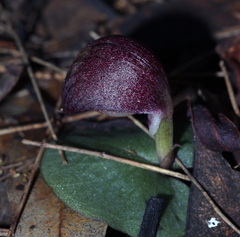 Corybas dowlingii