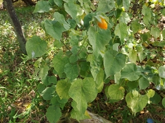 Abutilon albescens