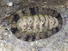Acanthopleura gemmata image