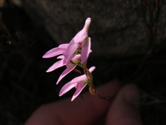 Disa obliqua clavigera