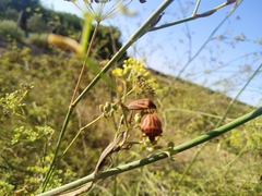 Graphosoma semipunctatum