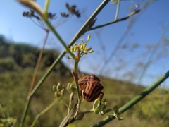 Graphosoma semipunctatum