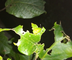 Calomela pallida
