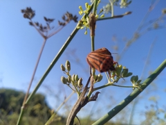 Graphosoma semipunctatum