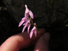 Disa obliqua clavigera