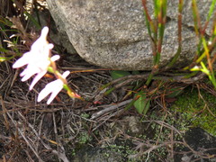 Disa obliqua clavigera