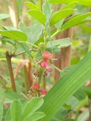 Indigofera trifoliata