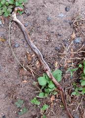 Afrotyphlops bibronii