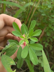 Indigofera trifoliata