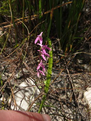 Disa obliqua clavigera
