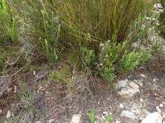 Disa obliqua clavigera