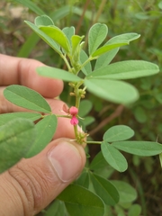 Indigofera trifoliata