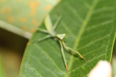 Tarachomantis