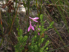 Disa obliqua clavigera