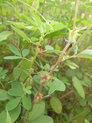 Indigofera trifoliata