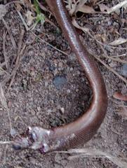 Afrotyphlops bibronii