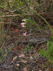 Disa obliqua clavigera
