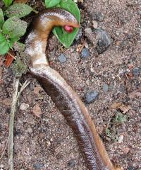 Afrotyphlops bibronii