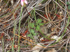 Disa obliqua clavigera