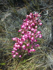 Erica inflata