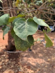 Actinidiaceae