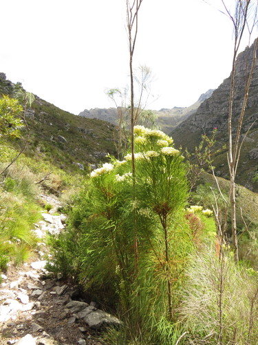 Image of Psoralea fleta by (c) Jeremy Gilmore, some rights reserved (CC BY)