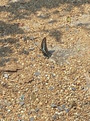 Graphium chironides