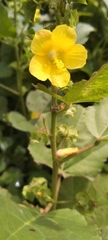 Abutilon indicum