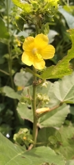 Abutilon indicum