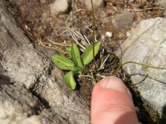 Disa obliqua clavigera