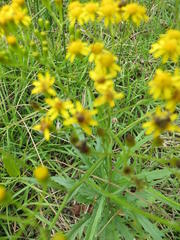Senecio polyanthemoides